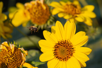 Close-up of a bee flying away from a yellow coneflower after harvesting