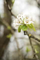 Apfelblüte
