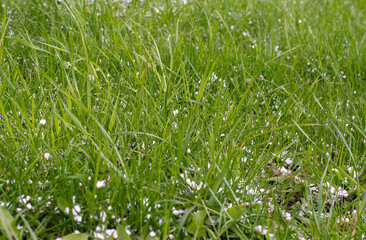 hail fell on the grass in April