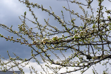 branches of a tree in spring
