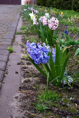 hyacinths sprinkled with hail in April