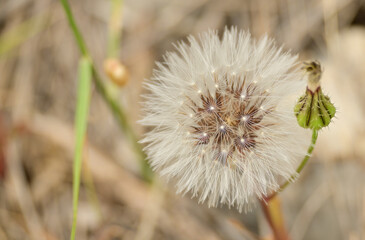 Close up of a dandelion with nice soft background. Copy space.