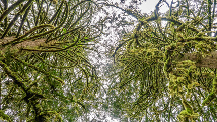 Mystical Curling tree branches full of green moss reaching out like tentacles of forest spirits against sky