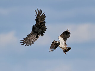 Northern lapwing (Vanellus vanellus)