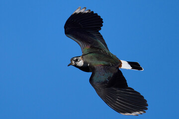 Northern lapwing (Vanellus vanellus)