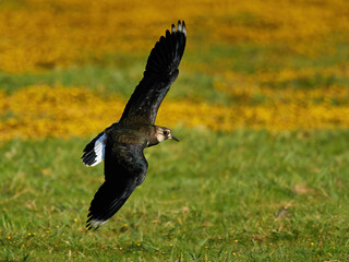 Northern lapwing (Vanellus vanellus)