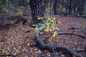 Pine forest in Kiev Region,Ukraine. Nature of Eastern Europe at autumn