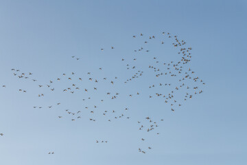 Perfect blue sky background with a massive, huge flock of birds circling, flying and soaring above. Taken in April, during their migration to the Bering Sea in Alaska. 