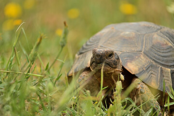 Close up of a turtle's head. Nice soft background.
