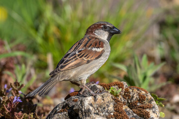 Haussperling (Passer domesticus) M&auml;nnchen