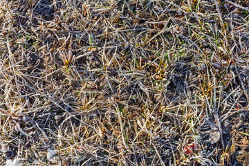 The first frost on the grass, snow and frost with various objects on the background.