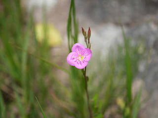 Rose evening primrose flower close up