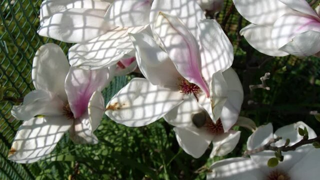 magnolia petals blossoming in spring