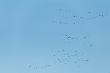 A flock of arctic white tundra trumpeter swans seen flying high above with perfect blue sky in the background on a crisp, spring day in northern Canada. 