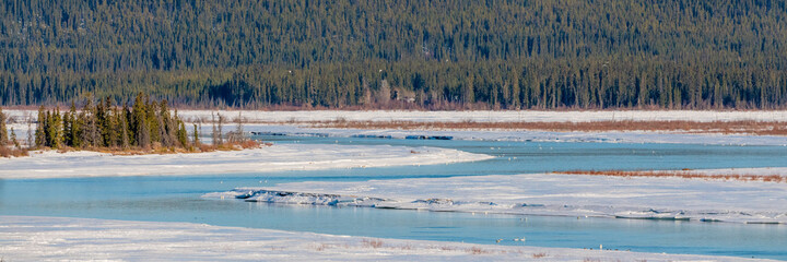 Panoramic springtime view of the melting and thawing Yukon River outside of Whitehorse in Yukon Territory. Taken in April with boreal forest background, wilderness with perfect blue sky.  - obrazy, fototapety, plakaty