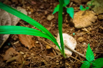 Spotted betel tree.