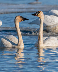 Two swans facing each other perfectly in line swimming in cold, icy water in northern Canada. Beautiful long, elegant necks on white, arctic wild animals. 