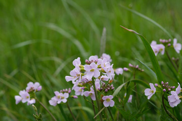 Wiesen-Schaumkraut (Lat.: Cardamine pratensis) im grünen Gras / Wiesenschaumkraut, Wildblume im Frühling