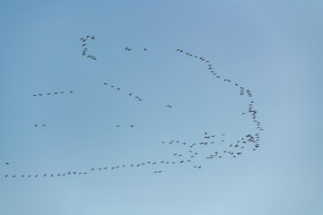 Obraz premium A flock of arctic white tundra trumpeter swans seen flying high above with perfect blue sky in the background on a crisp, spring day in northern Canada. 
