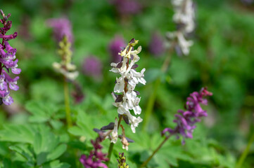 Corydalis cava bulbous hollowroot flowers in bloom, colorful white yellow flowering springtime plants