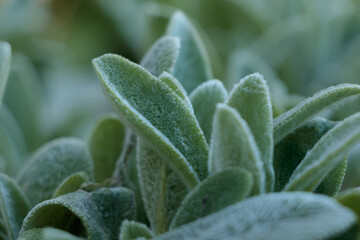 White-green fluffy feathery flower leaves.