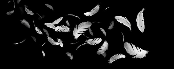 Abstract. Group of White Bird Feathers Floating in The Dark. Black Background.