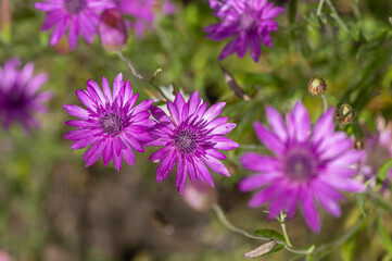 Obraz premium Xeranthemum annuum violet immortelle flowers in bloom, group of flowering plants in the garden