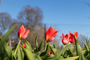 Red tulips in garden. Fully open side view.