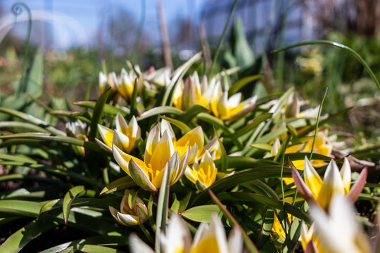 Yellow wild tulips with white blossom edge. Green sharp leaves with red tip.