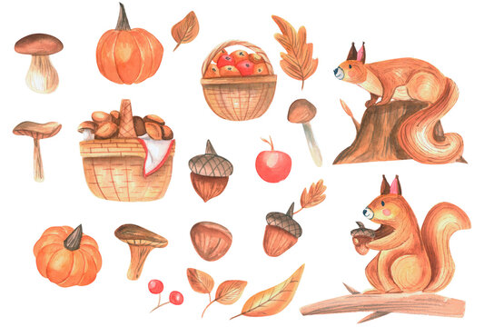 Set of watercolors autumn objects: acorns, pumpkins, mushrooms, basket, squirrels on white background. Perfect for seasonal advertisement, invitations, cards, textile