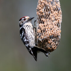 bird, falco, falco, tier, schnabel, natur, wild lebende tiere, wild, 
