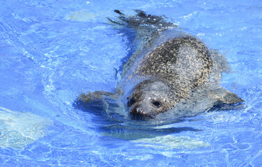 ゴマフアザラシ © yango26