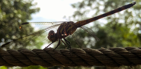 dragonfly on a rope