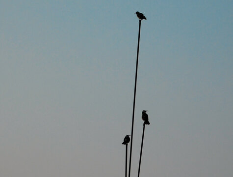 birds on a vertical wire