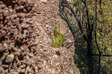 Plant out of a rock, Budawangs, NSW, April 2021