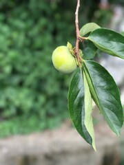 green apples on a tree