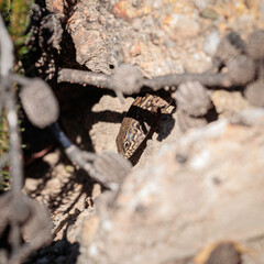 White’s Skink, Budawangs, NSW, April 2021