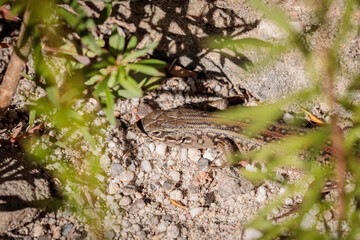White’s Skink, Budawangs, NSW, April 2021