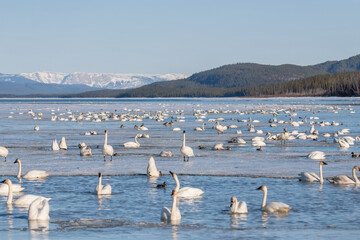 Hundreds of arctic tundra trumpeter swans in northern Canada, during migration to the Bering Sea for the summer. Many wild large birds swimming in open water with snow capped mountains in background. 