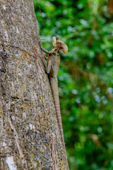 mexico_natural_jungla_mar_verde_azul_cascadas_conchas_arboles_piedras_agua_hojas_arena_montañas_atardecer_autopista