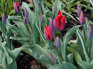 Tulipa gesneriana | Tulipes de Gesner ou tulipes des jardins couleur 'Cardinal' au feuillage...