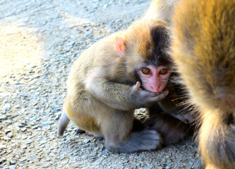 ニホンザル（子供）