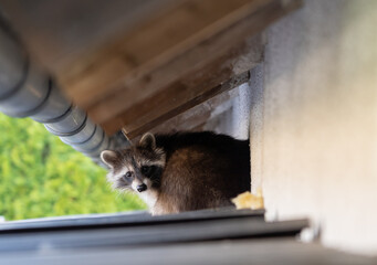 Frightened raccoon sits on a shed roof in broad daylight