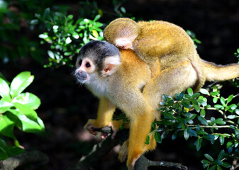 ボリビアリスザル