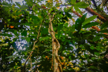 mexico_natural_jungla_mar_verde_azul_cascadas_conchas_arboles_piedras_agua_hojas_arena_montañas_atardecer_autopista