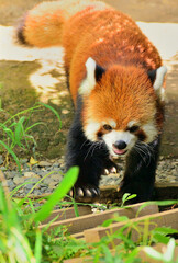 Fototapeta premium レッサーパンダ