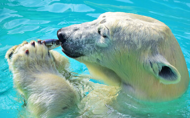 ホッキョクグマ