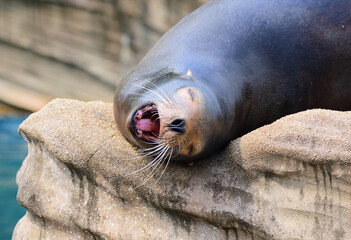 カリフォルニアアシカ