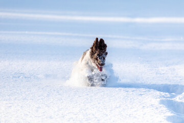 dog playing in snow
