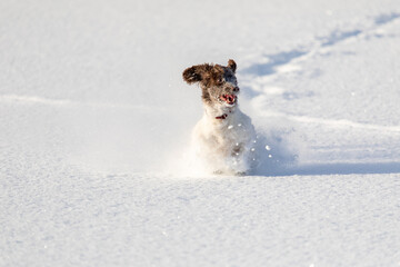 dog playing with snow